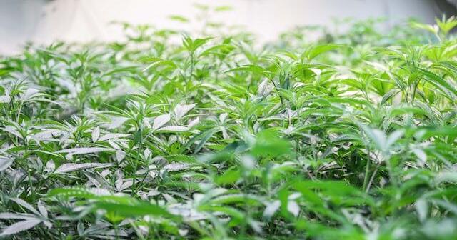 Critical Factors for Successful Indoor Plant Growth | Lawn & Garden Critical Factors for Successful Indoor Plant Growth | Lawn & Garden