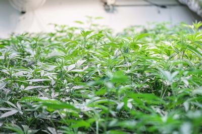 Critical Factors for Successful Indoor Plant Growth