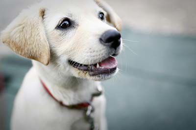 Guide to Dog Friendly San Diego Restaurants, Hotels & Parks