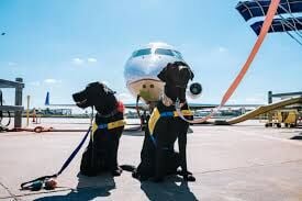 Service Animal vs Emotional Support Animal Explained