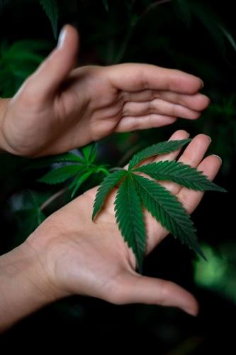Expert Tips For Growing Cannabis Indoors
