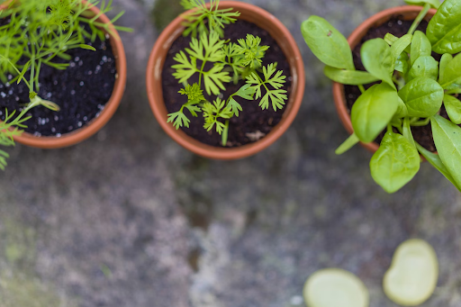 How to Add a Sustainability Focus to Your Home and Lifestyle