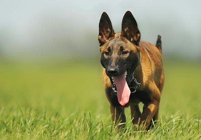 Protecting Your Home with a Dog: What to Look For