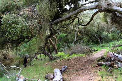 Diving Deeper into Elfin Forest Recreational Reserve
