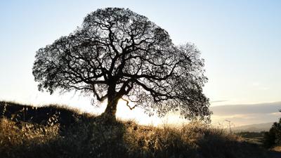 A Comprehensive Guide to Missouri Oak Tree Diseases