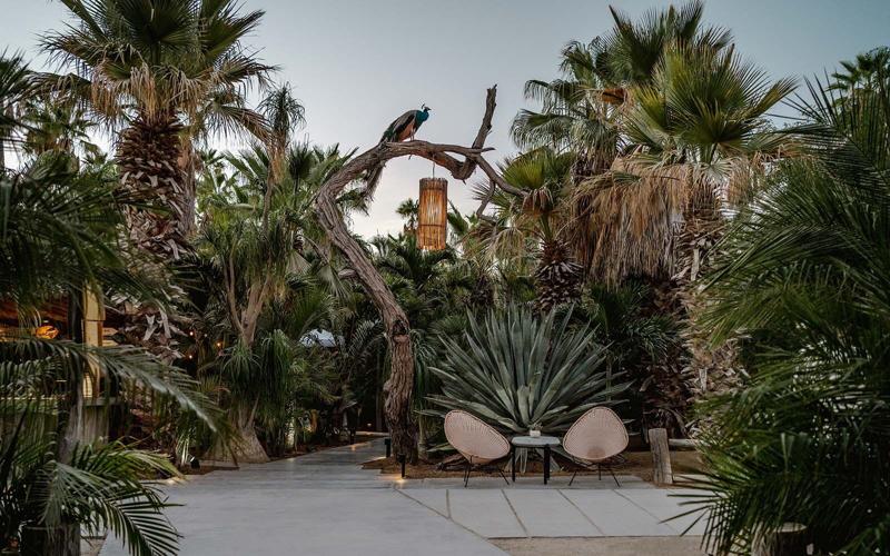 Acre Resort Los Cabos Unveils a New Kind of Wild Luxury