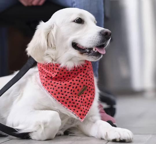 When Springtime Blooms Turn into Trouble for Your Pets