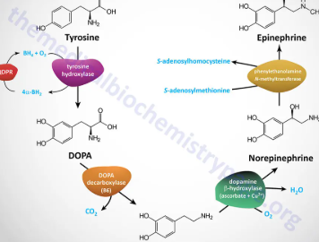 The Role of Amino Acid Derivatives in Supporting Enzyme Activation Processes