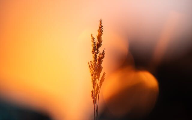 Exploring the Myth: Autoflower vs Feminized Seeds - Which is Better?