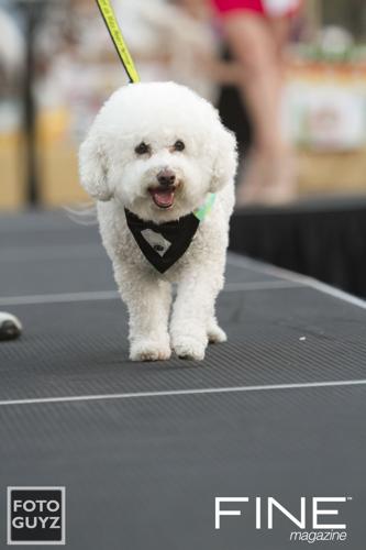 Photos by Will Grayson of Foto Guyz