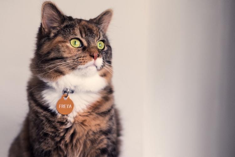 5 Must-Have Features of the Perfect Cat Collar