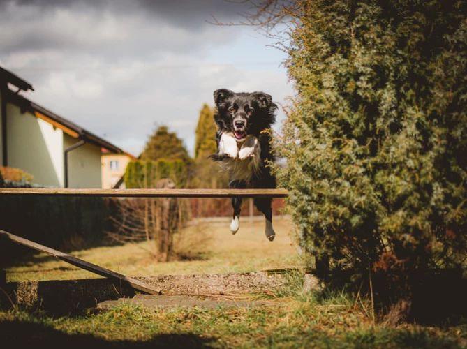 Tips In Making Your Own Backyard More Enjoyable
