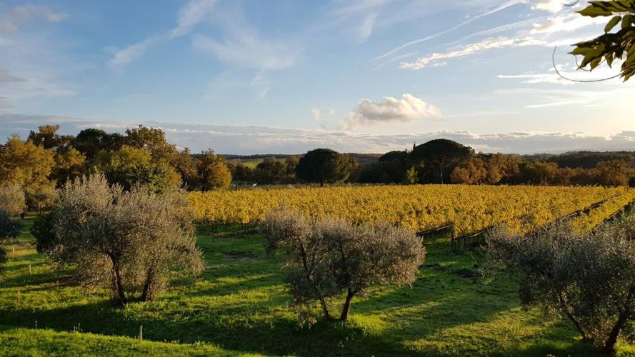 Ancient Future of Wine in Umbria