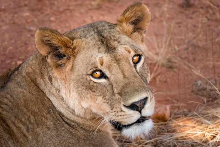 Immersive Wildlife Holidays That Bring You Closer to Nature