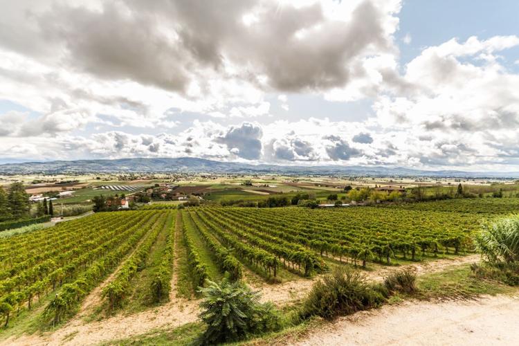 Ancient Future of Wine in Umbria