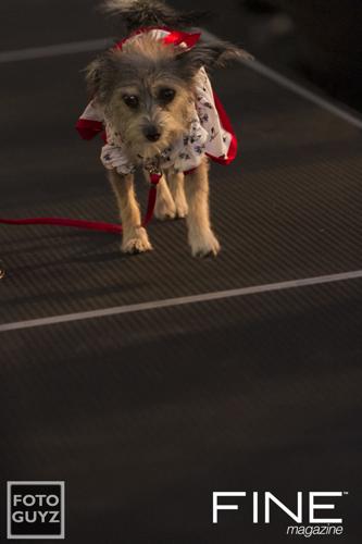 Photos by Will Grayson of Foto Guyz