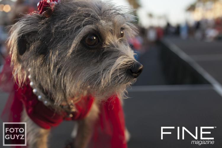 Photos by Will Grayson of Foto Guyz