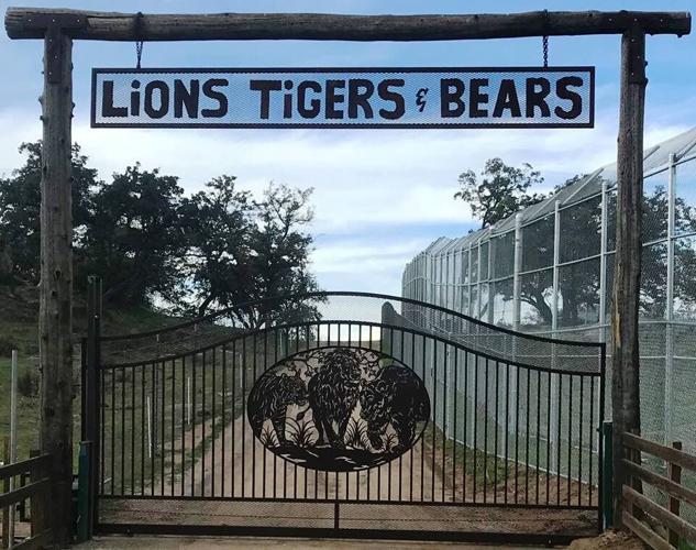 A Day of Second Chances at Lions Tigers & Bears, a Big Cat Sanctuary in San Diego