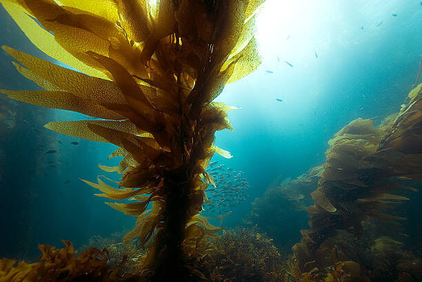 Dive into Adventure: Exploring the Kelp Forests of Catalina Island