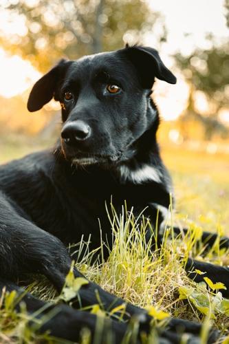 Practical Advice for Raising a Healthy and Happy Dog