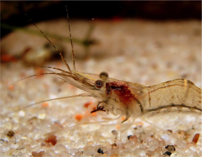 Ghost Shrimp Care Guide - What you need to know?