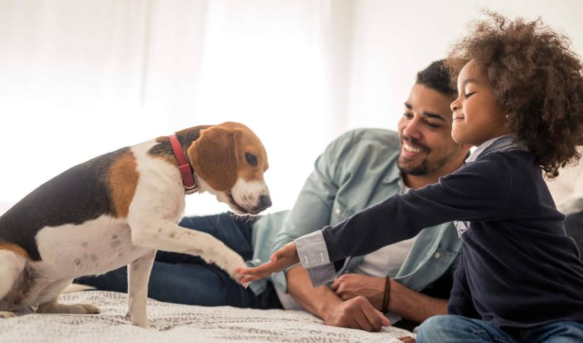Service Animal vs Emotional Support Animal Explained