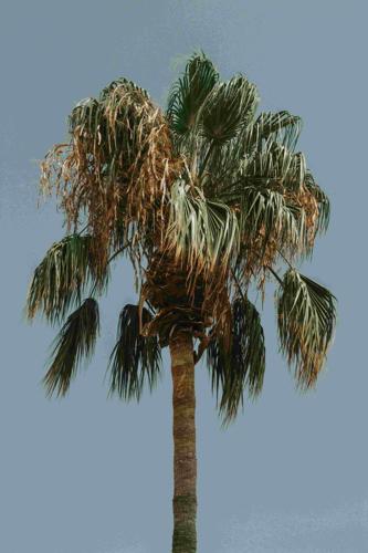 Seasonal Tree Care Across U.S. Climates: A Homeowner’s Guide