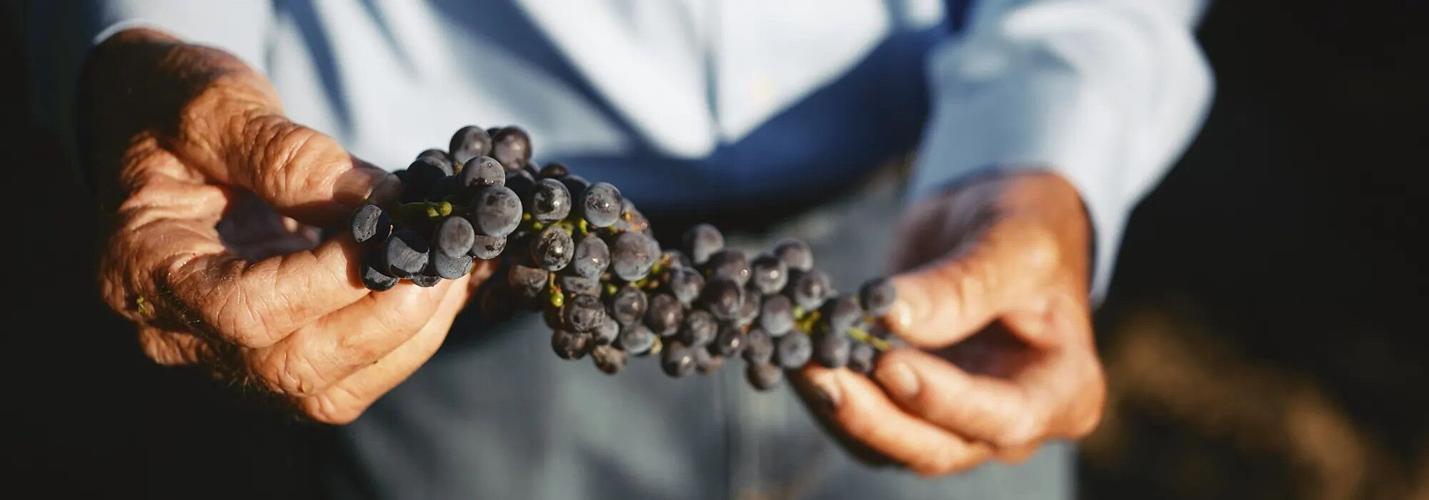 Temecula Wines to Sip All Summer Long