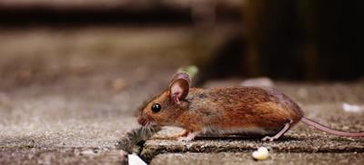 Dealing with a Rat Problem at Your Newly Built Home