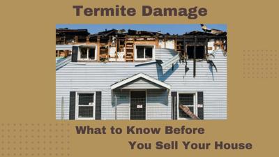 Selling Your Home with Termite Damage: A Seller's Guide