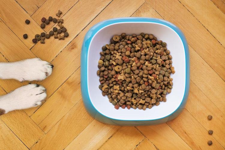 Ensure your dog's dry food contains quality ingredients
