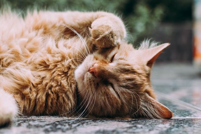 Being Aware Of Summer Dangers For Your Home Pet