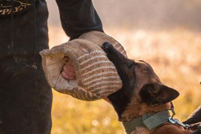 Are Dog Bites Covered by Homeowners Insurance? What You Need to Know