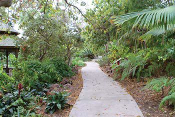Top 3 San Diego Botanical Gardens to Explore