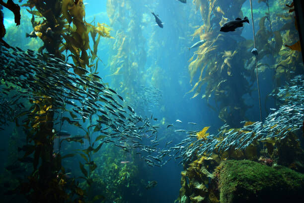 Dive into Adventure: Exploring the Kelp Forests of Catalina Island