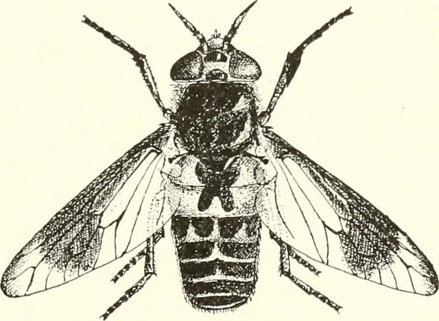 Baro Insect How to Deal With Parasites and How to Combat Them | Featured ...