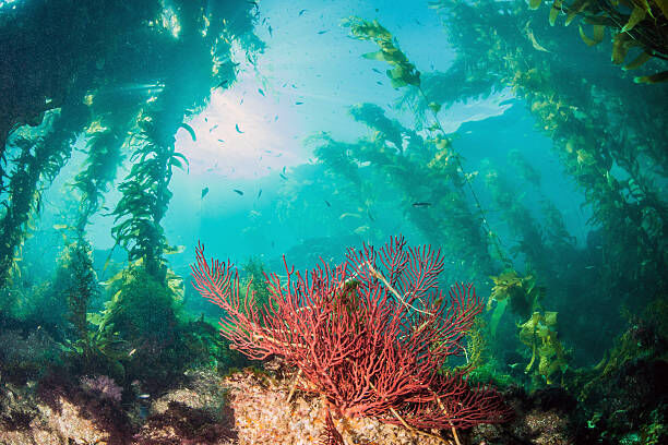 Dive into Adventure: Exploring the Kelp Forests of Catalina Island