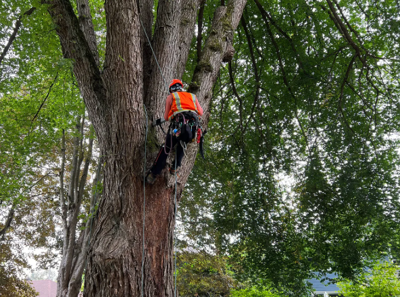 Hiring a Seattle Arborist? Here’s What Professional Tree Care Actually Includes