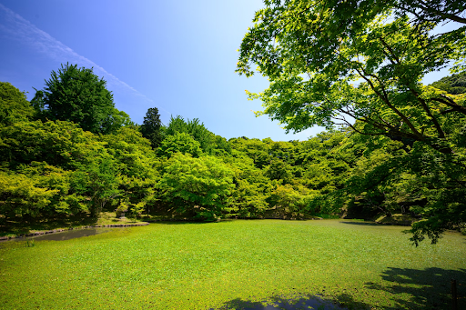 How to Keep Your Lawn Healthy & in Good Condition