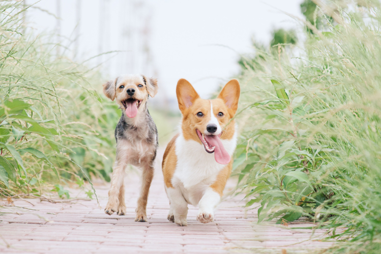 Service Animal vs Emotional Support Animal Explained