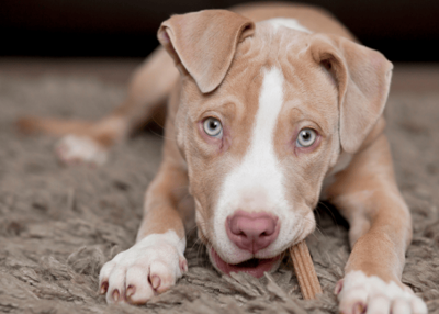 What’s in Your Dog’s Chew? The Best All-Natural Ingredient Options Ranked