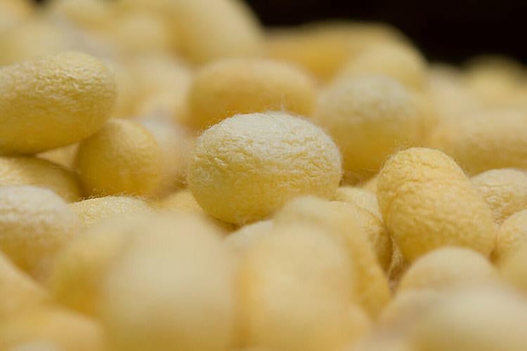 A Closer Look at Nature's Most Luxurious Fabric