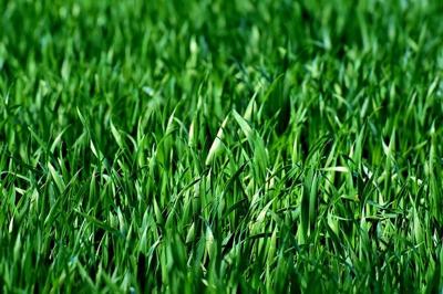 A 4-Step Guide To Prepare Your Soil For Planting Grass Seeds