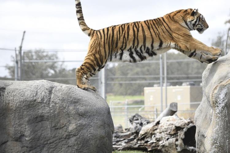A Day of Second Chances at Lions Tigers & Bears, a Big Cat Sanctuary in San Diego