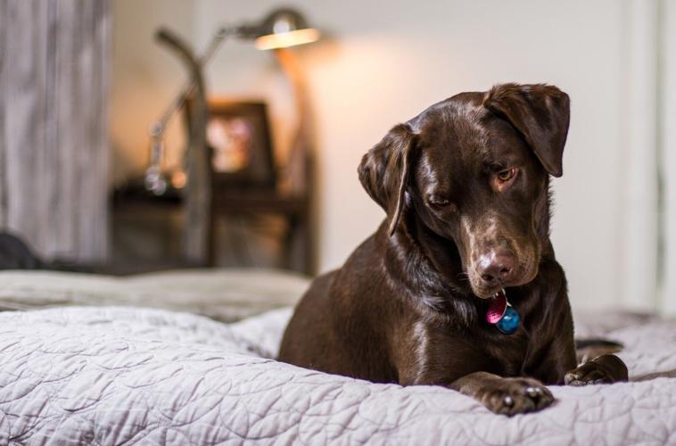 Unleash the Good Boy 7 Useful Tips for Perfect Dog Behavior