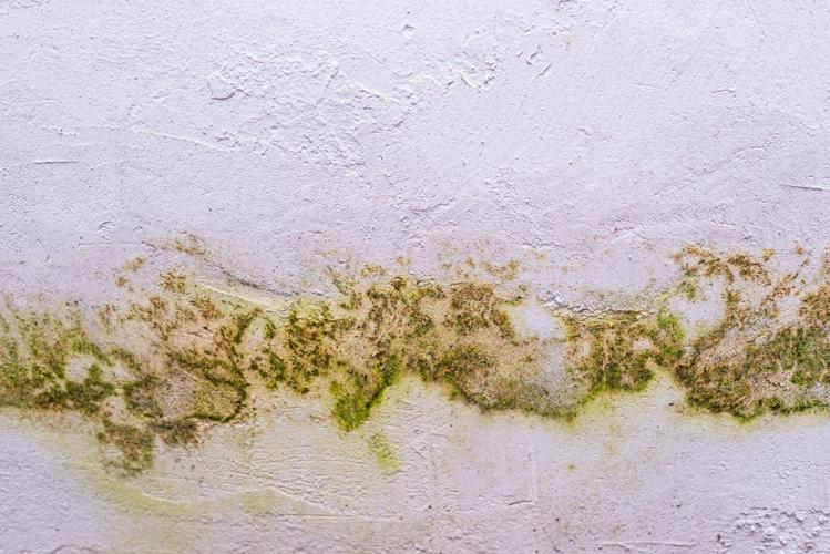 What Causes Mold to Grow Indoors and How to Prevent It