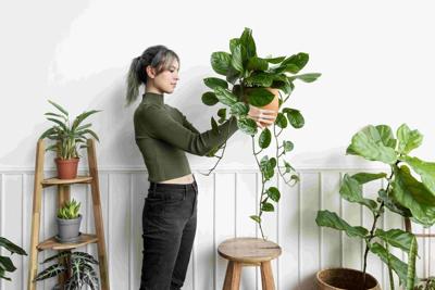 Unique Ways to Use Indoor Plants as a Decoration for Luxurious Homes