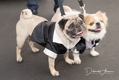 Hot Diggity Dog 2016 Recap