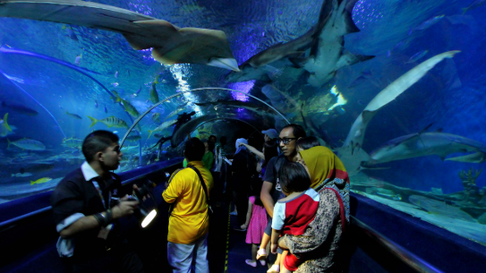 Dive Deep in the City: Your Complete Aquaria KLCC Ticket & Experience Guide