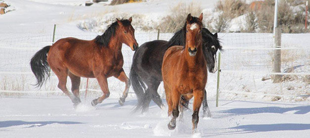 Greener Pastures